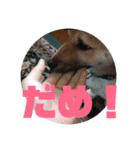 柴犬ごえもん君のスタンプセット（個別スタンプ：16）