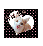 まめむぎちゃ（個別スタンプ：1）