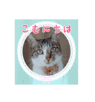 まめむぎちゃ（個別スタンプ：2）