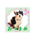 まめむぎちゃ（個別スタンプ：3）