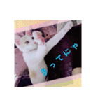 まめむぎちゃ（個別スタンプ：5）