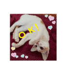 まめむぎちゃ（個別スタンプ：9）