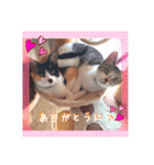 まめむぎちゃ（個別スタンプ：12）