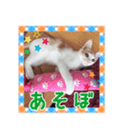 まめむぎちゃ（個別スタンプ：13）