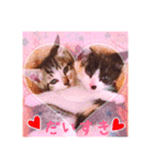 まめむぎちゃ（個別スタンプ：16）