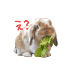 たれうさぎ もち（個別スタンプ：3）