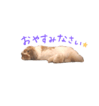 たれうさぎ もち（個別スタンプ：4）