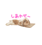 たれうさぎ もち（個別スタンプ：7）