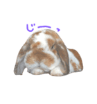 たれうさぎ もち（個別スタンプ：8）