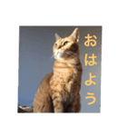 チビと愉快なニャかまたち（個別スタンプ：1）