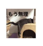 チビと愉快なニャかまたち（個別スタンプ：6）