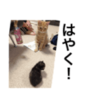 チビと愉快なニャかまたち（個別スタンプ：7）