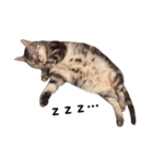実写ねこ アメショ（個別スタンプ：1）