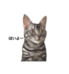 実写ねこ アメショ（個別スタンプ：3）
