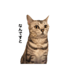 実写ねこ アメショ（個別スタンプ：4）