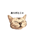 実写ねこ アメショ（個別スタンプ：5）