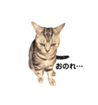 実写ねこ アメショ（個別スタンプ：7）