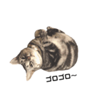 実写ねこ アメショ（個別スタンプ：8）