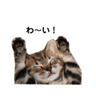実写ねこ アメショ（個別スタンプ：11）