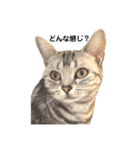 実写ねこ アメショ（個別スタンプ：12）