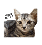 実写ねこ アメショ（個別スタンプ：13）