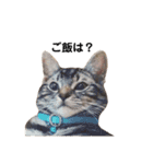 実写ねこ アメショ（個別スタンプ：14）