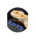 ゆきたん爬虫類・両生類スタンプ！（個別スタンプ：4）