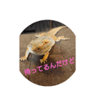 ゆきたん爬虫類・両生類スタンプ！（個別スタンプ：9）