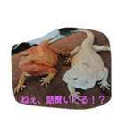 ゆきたん爬虫類・両生類スタンプ！（個別スタンプ：11）