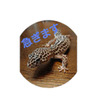 ゆきたん爬虫類・両生類スタンプ！（個別スタンプ：27）