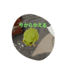 ゆきたん爬虫類・両生類スタンプ！（個別スタンプ：35）
