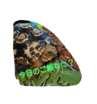 ゆきたん爬虫類・両生類スタンプ！（個別スタンプ：36）