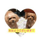 チワプー三姉妹（個別スタンプ：2）