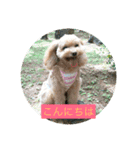 チワプー三姉妹（個別スタンプ：5）