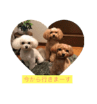 チワプー三姉妹（個別スタンプ：14）