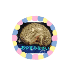 ハリネズミ とげまる＆まろん（個別スタンプ：4）