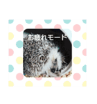 ハリネズミ とげまる＆まろん（個別スタンプ：8）