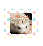 ハリネズミ とげまる＆まろん（個別スタンプ：14）