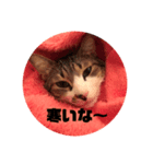 リアルコーギー＆ねこ（個別スタンプ：2）