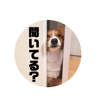 リアルコーギー＆ねこ（個別スタンプ：3）