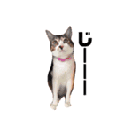 リアルコーギー＆ねこ（個別スタンプ：5）