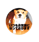 リアルコーギー＆ねこ（個別スタンプ：6）