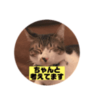リアルコーギー＆ねこ（個別スタンプ：7）