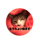 リアルコーギー＆ねこ（個別スタンプ：8）