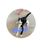 あずこもちょびちゃこ（個別スタンプ：8）