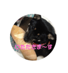 あずこもちょびちゃこ（個別スタンプ：16）