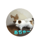 あずこもちょびちゃこ（個別スタンプ：17）