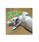 あずこもちょびちゃこ（個別スタンプ：19）