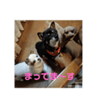 あずこもちょびちゃこ（個別スタンプ：20）