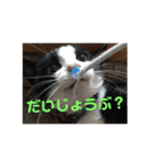 あずこもちょびちゃこ（個別スタンプ：21）